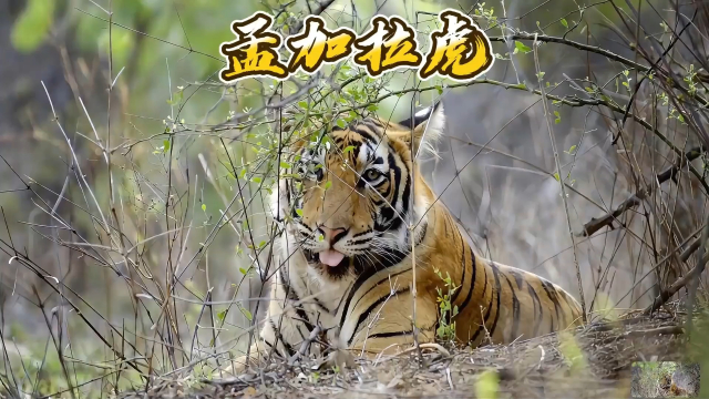 爱体育平台-包含鹿岛鹿角战术多变，力争战胜强敌的词条